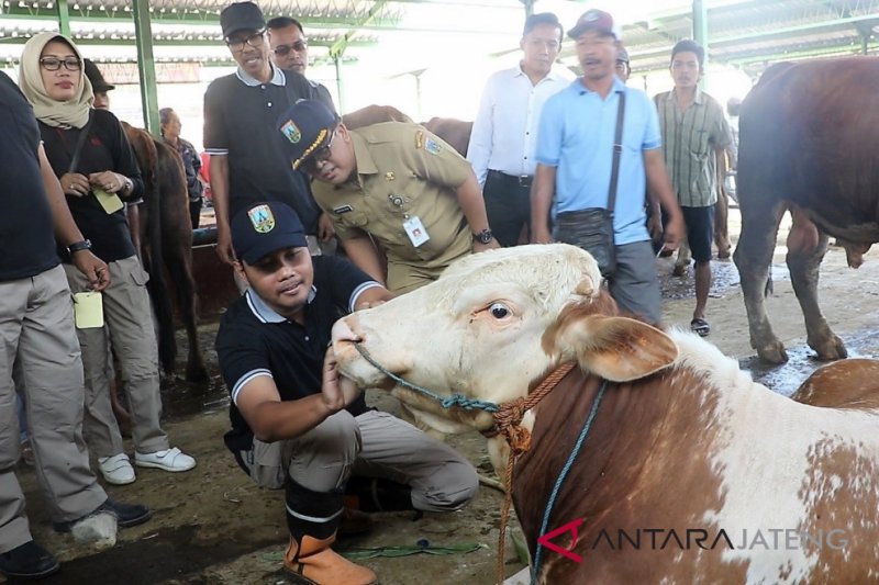 Detail Gambar Sapi Sehat Nomer 32