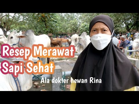 Detail Gambar Sapi Sehat Nomer 37