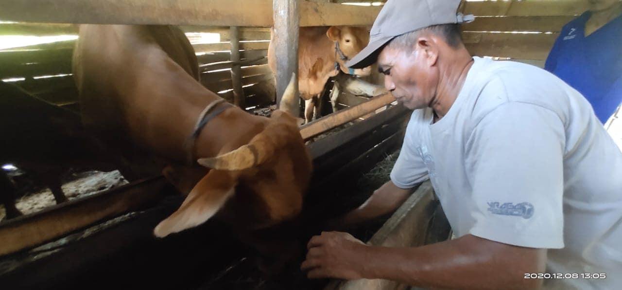 Detail Gambar Sapi Sehat Nomer 41