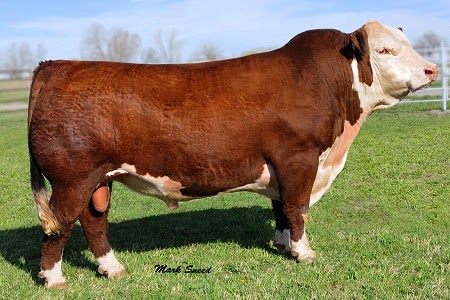 Detail Gambar Sapi Sehat Nomer 7