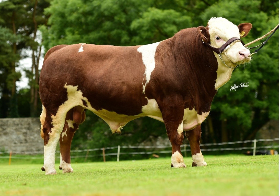 Gambar Sapi Simmental - KibrisPDR