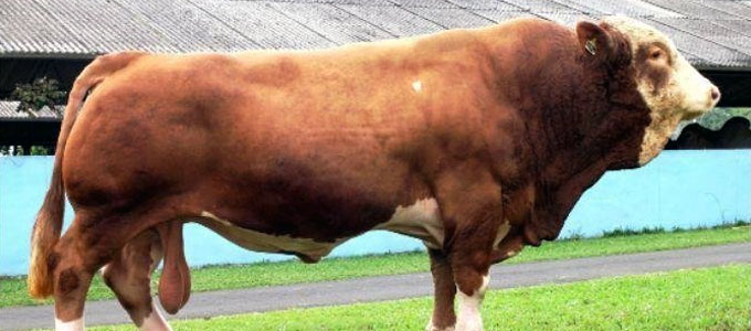 Detail Gambar Sapi Simmental Nomer 18