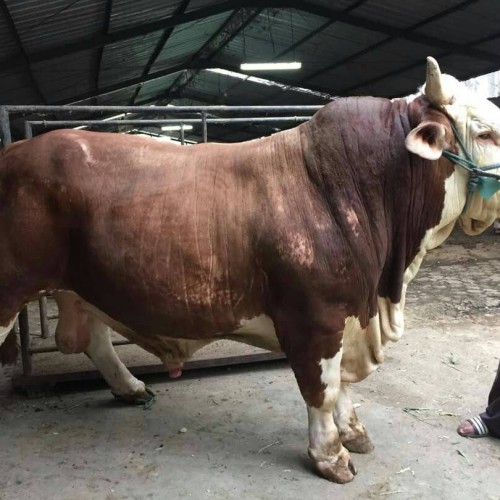 Detail Gambar Sapi Simmental Nomer 24