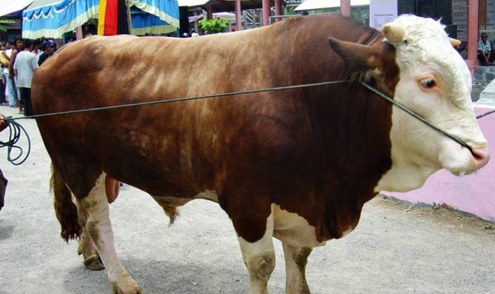 Detail Gambar Sapi Simmental Nomer 4