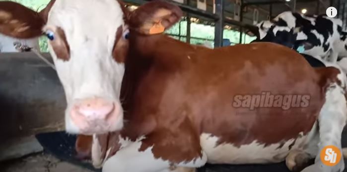 Detail Gambar Sapi Simmental Nomer 30