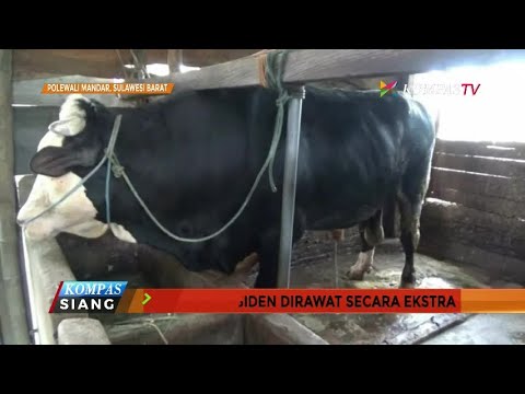 Detail Gambar Sapi Simmental Nomer 31