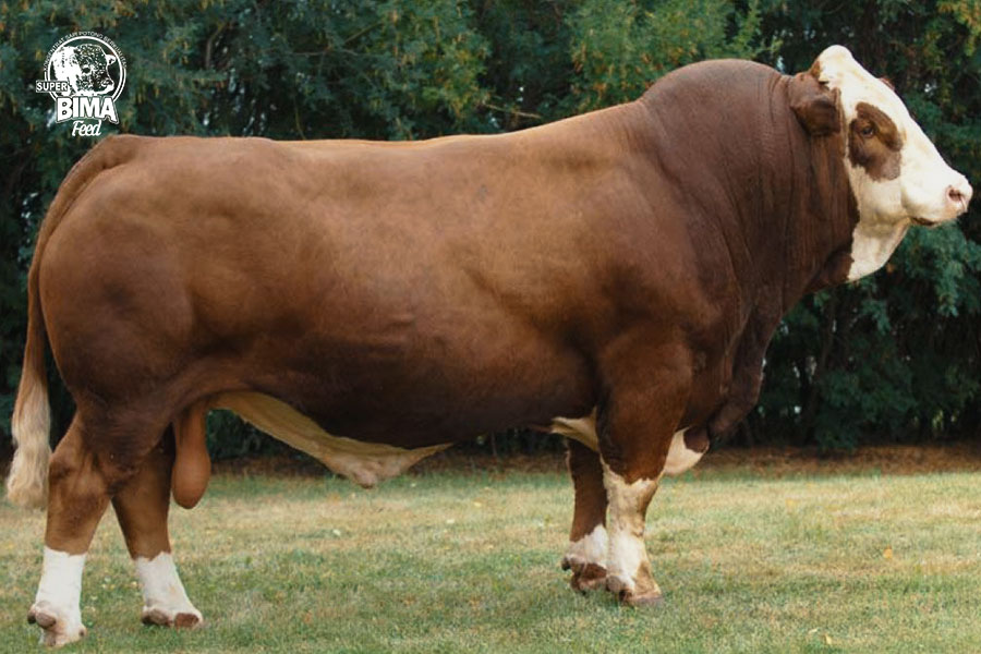 Detail Gambar Sapi Simmental Nomer 41