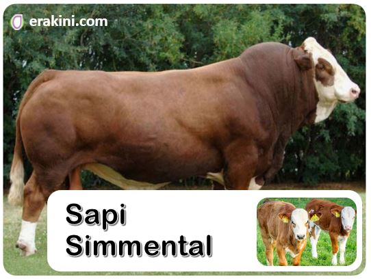 Detail Gambar Sapi Simmental Nomer 6