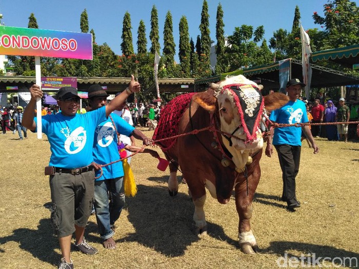 Detail Gambar Sapi Simmental Nomer 51