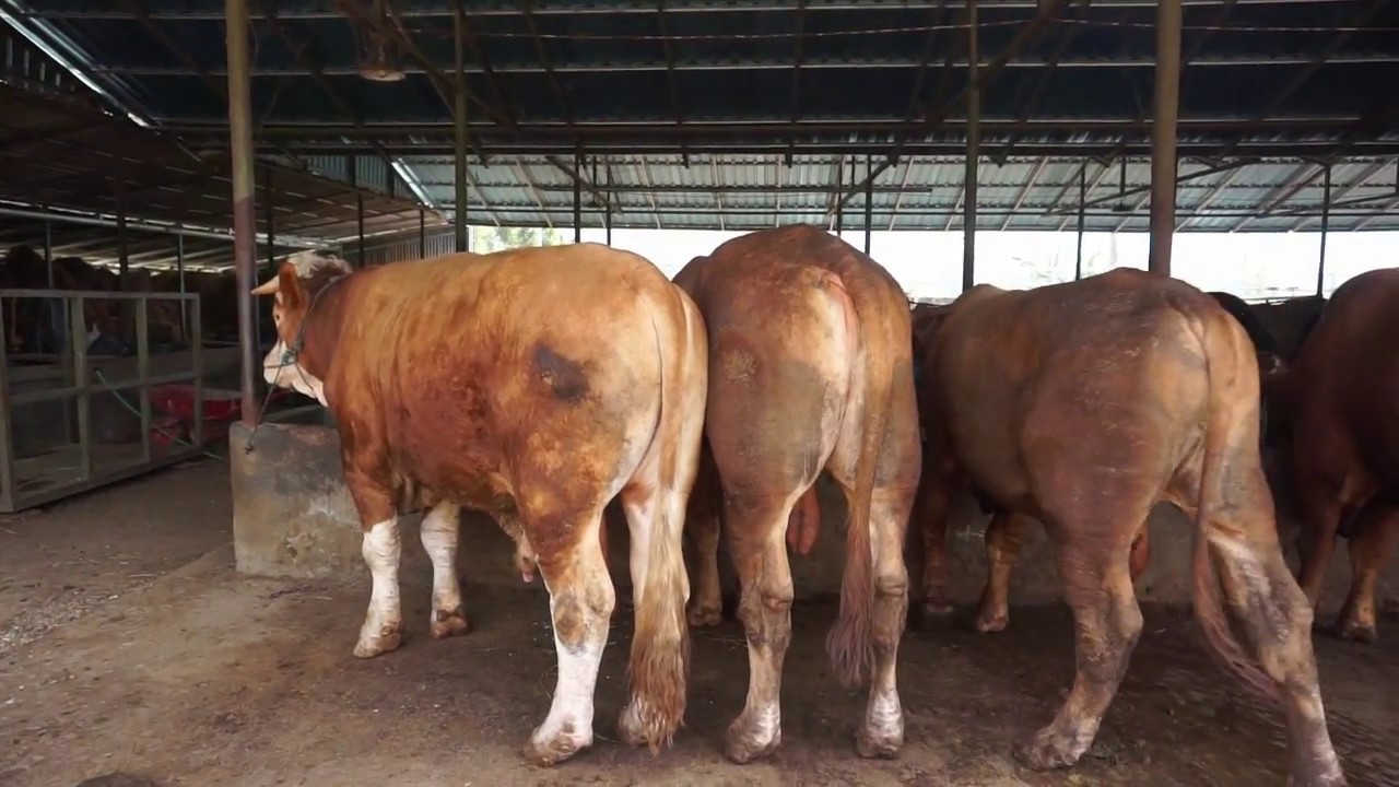 Detail Gambar Sapi Simmental Nomer 55