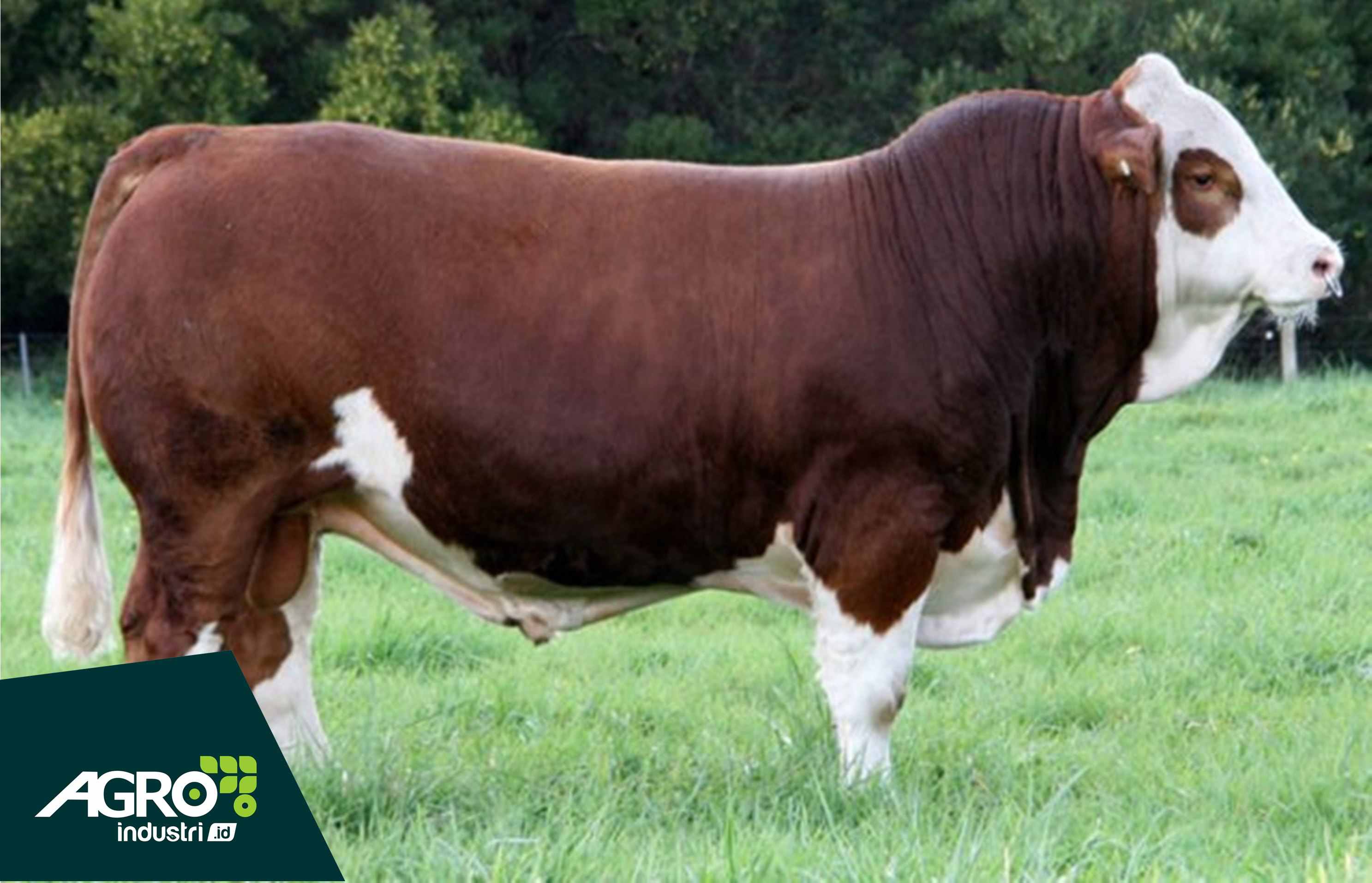 Detail Gambar Sapi Simmental Nomer 8