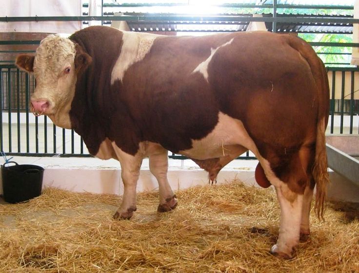 Detail Gambar Sapi Simmental Nomer 10