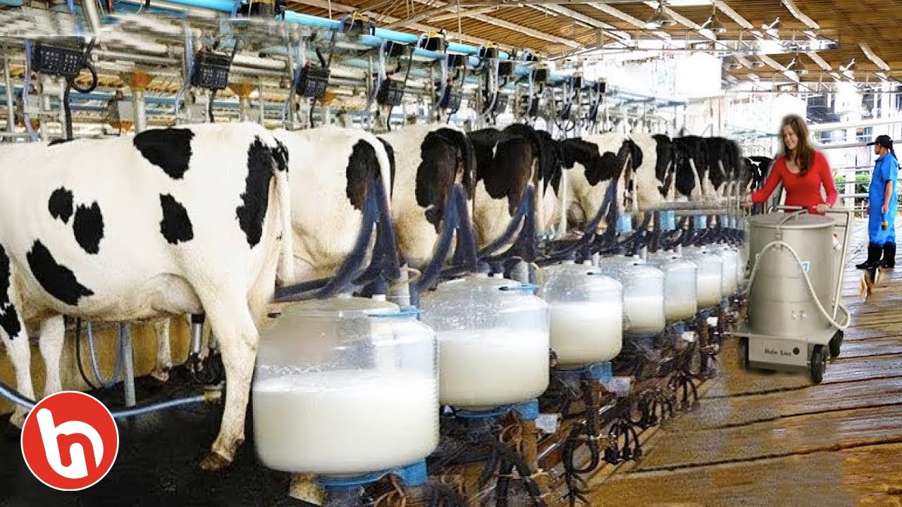 Detail Gambar Sapi Susu Nomer 10
