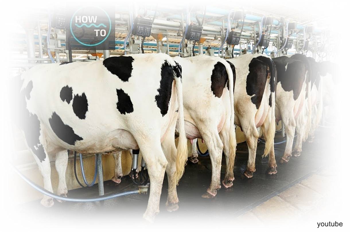 Detail Gambar Sapi Susu Nomer 11