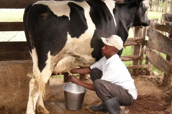 Detail Gambar Sapi Susu Nomer 13
