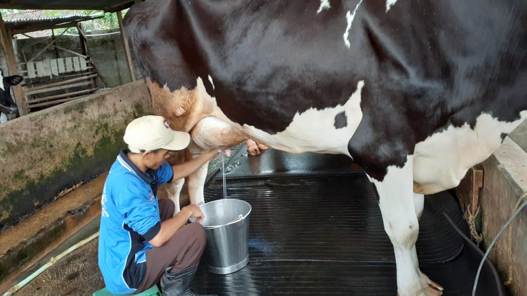 Detail Gambar Sapi Susu Nomer 16