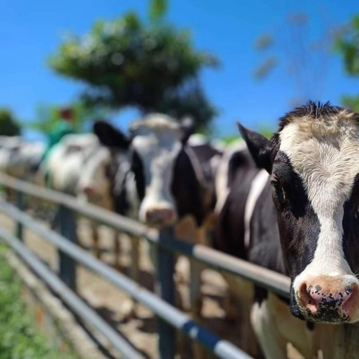 Detail Gambar Sapi Susu Nomer 18