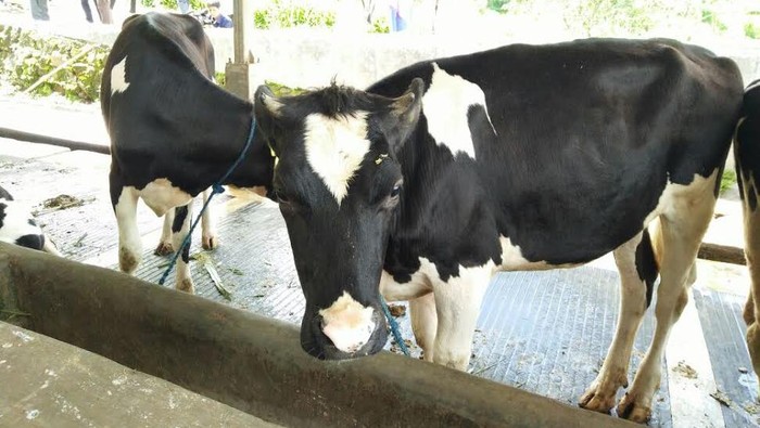 Detail Gambar Sapi Susu Nomer 19