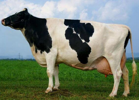 Detail Gambar Sapi Susu Nomer 23