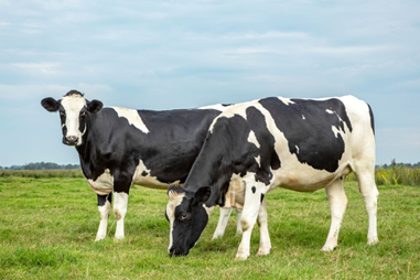 Detail Gambar Sapi Susu Nomer 24
