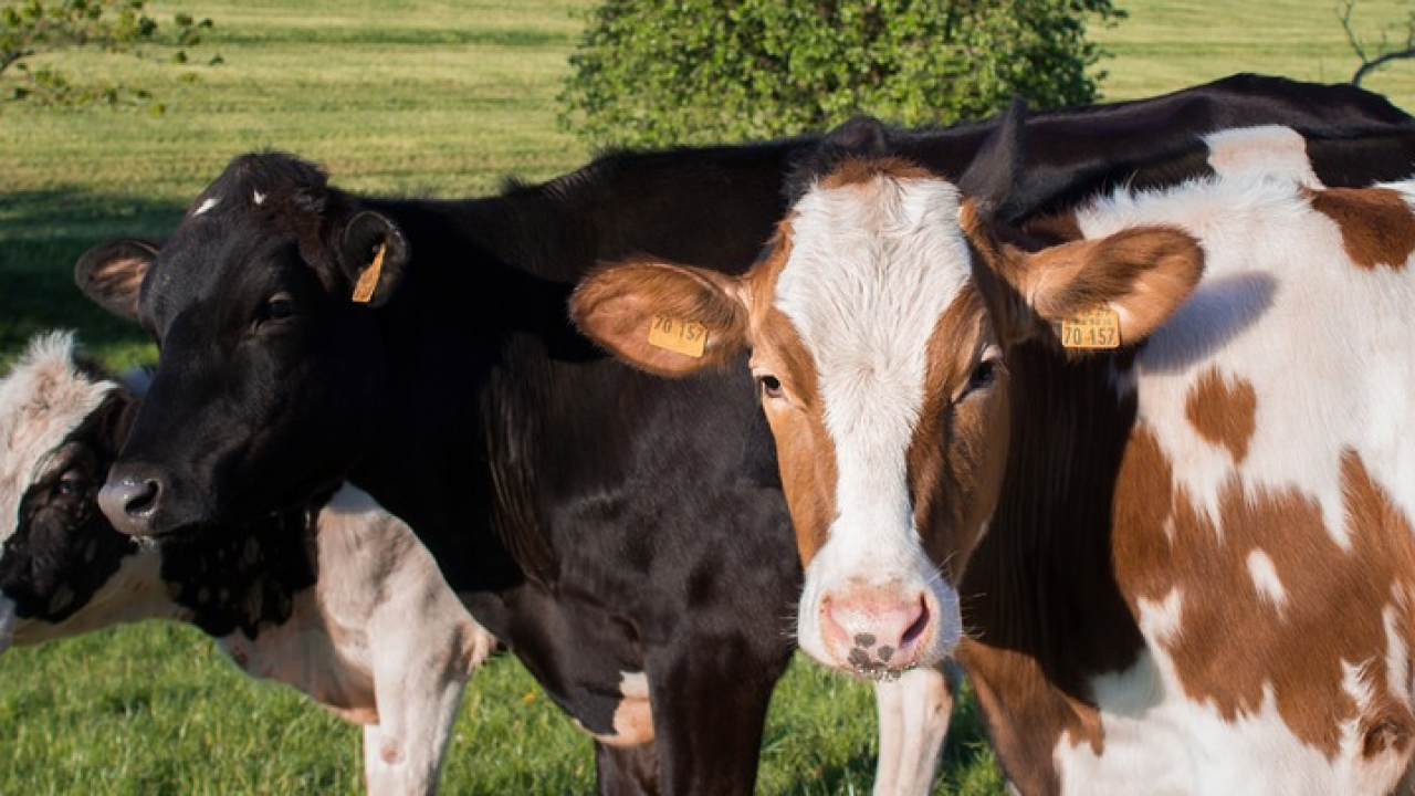 Detail Gambar Sapi Susu Nomer 26