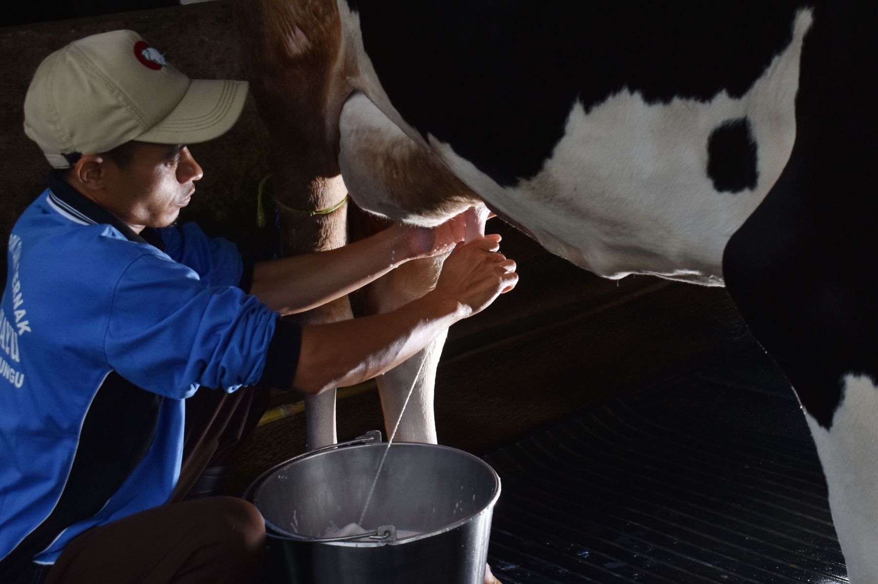 Detail Gambar Sapi Susu Nomer 30