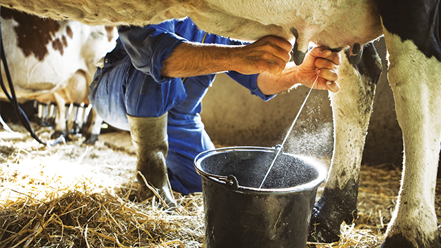 Detail Gambar Sapi Susu Nomer 31
