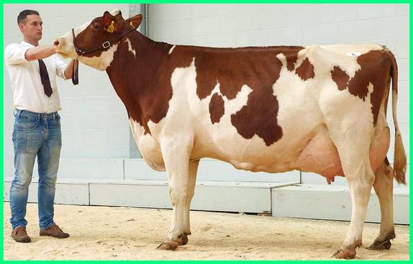 Detail Gambar Sapi Susu Nomer 32