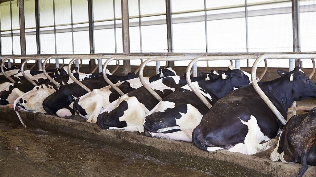 Detail Gambar Sapi Susu Nomer 33