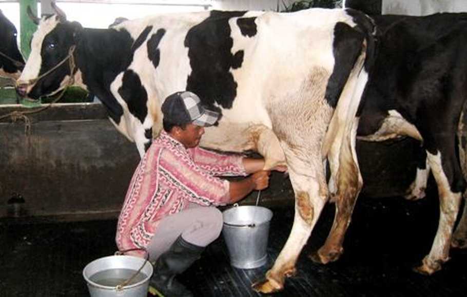 Detail Gambar Sapi Susu Nomer 35