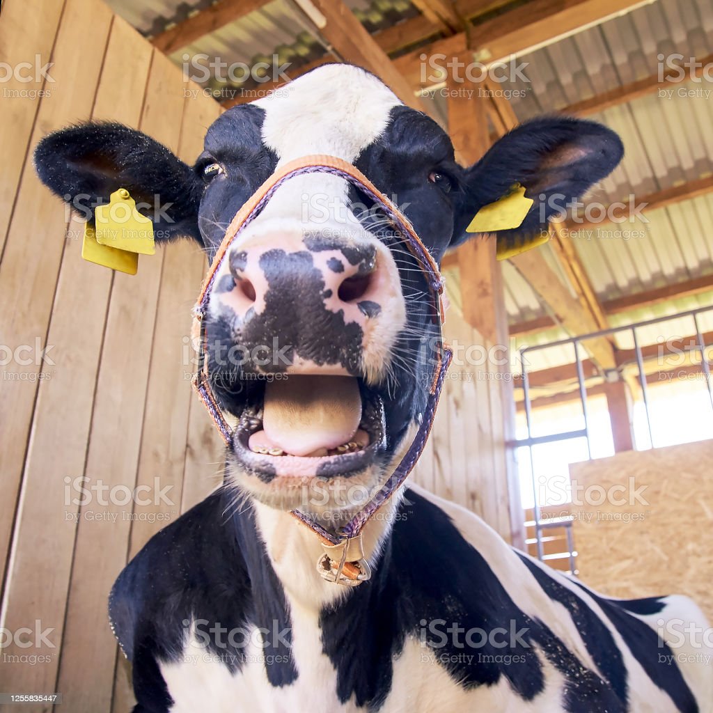 Detail Gambar Sapi Susu Nomer 36