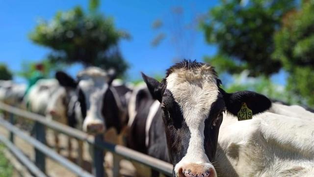 Detail Gambar Sapi Susu Nomer 5