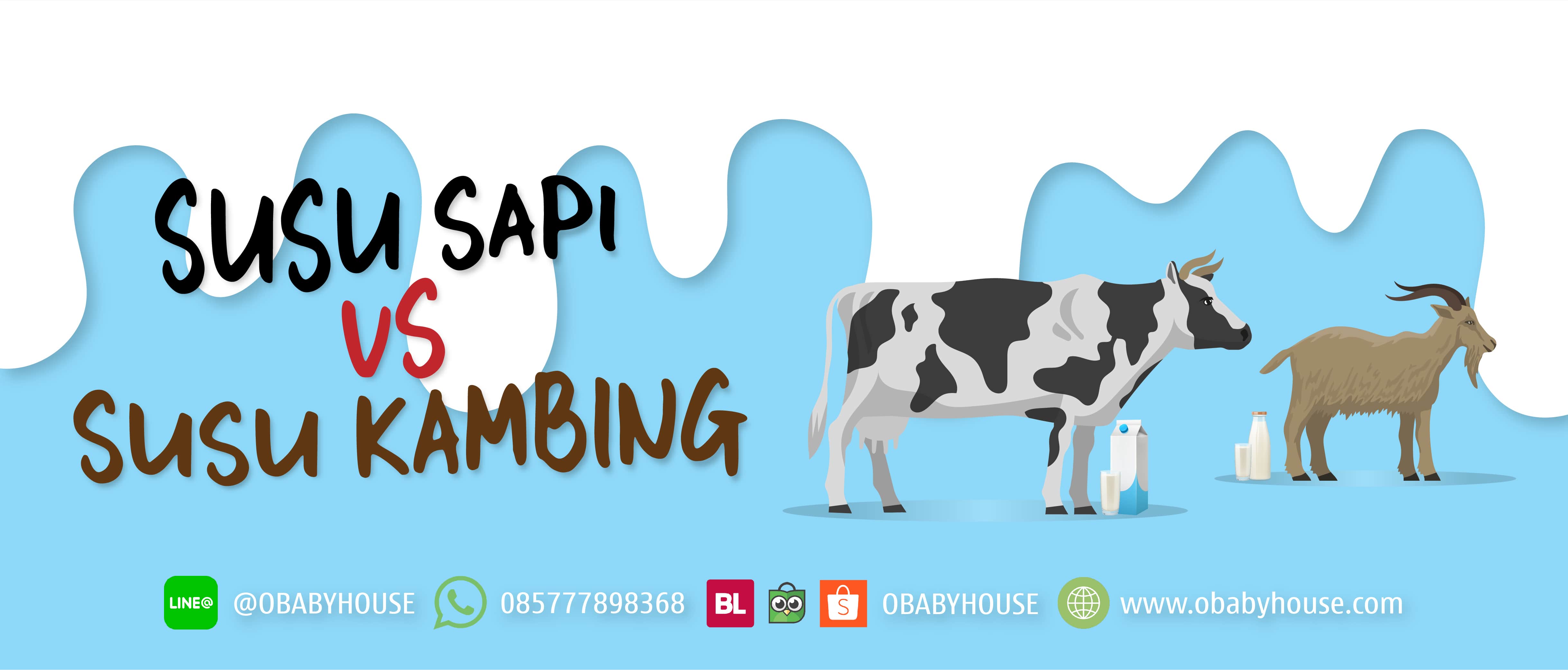 Detail Gambar Sapi Susu Nomer 38