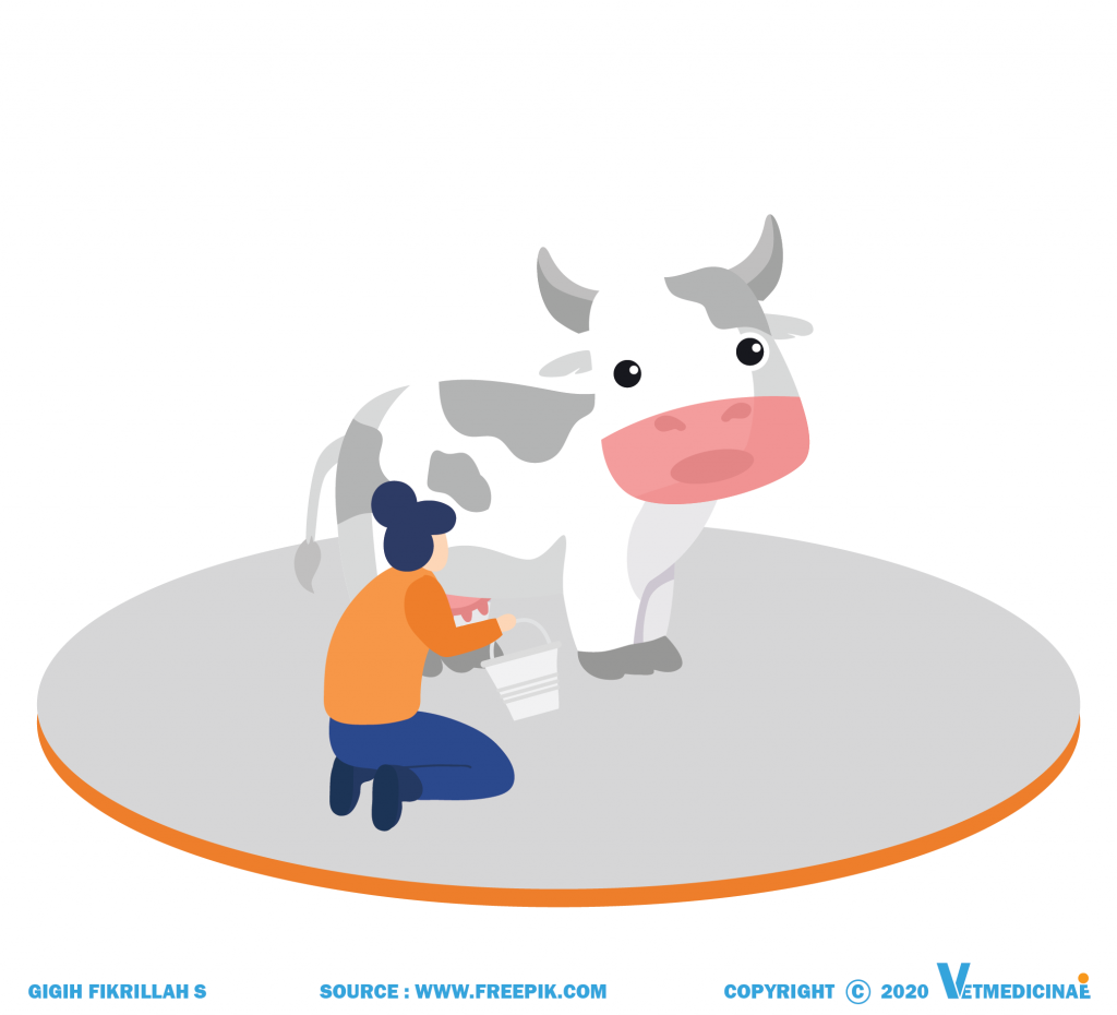 Detail Gambar Sapi Susu Nomer 40