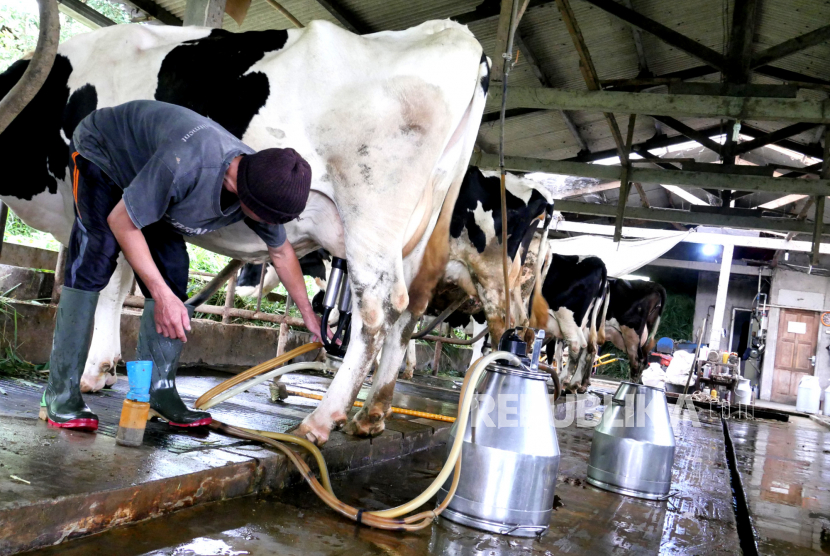 Detail Gambar Sapi Susu Nomer 41