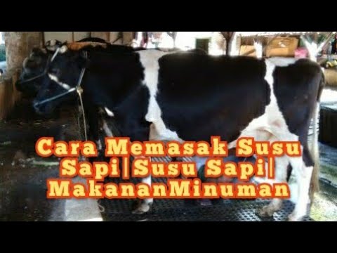 Detail Gambar Sapi Susu Nomer 43