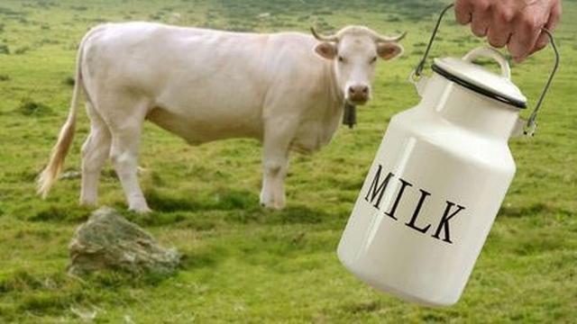 Detail Gambar Sapi Susu Nomer 45