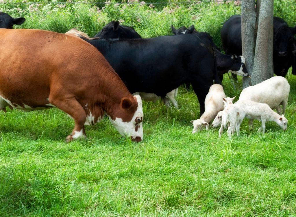 Detail Gambar Sapi Susu Nomer 46