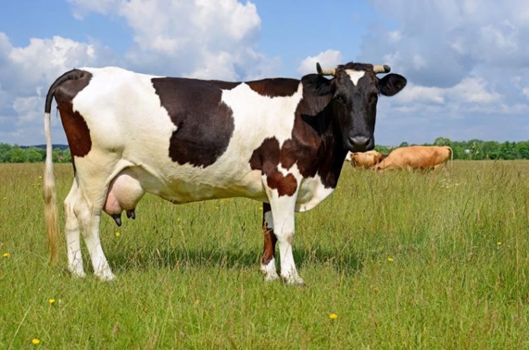 Detail Gambar Sapi Susu Nomer 6