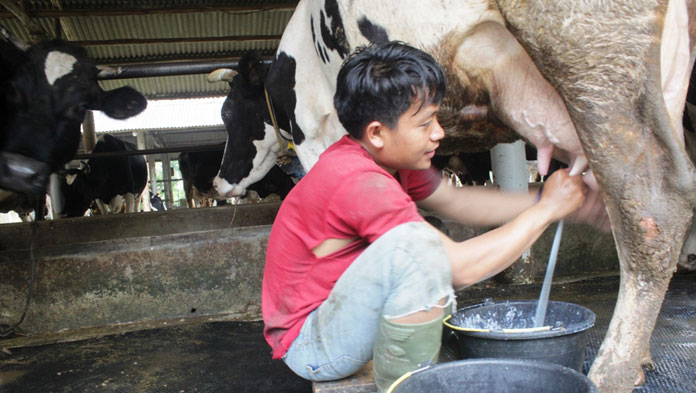 Detail Gambar Sapi Susu Nomer 48