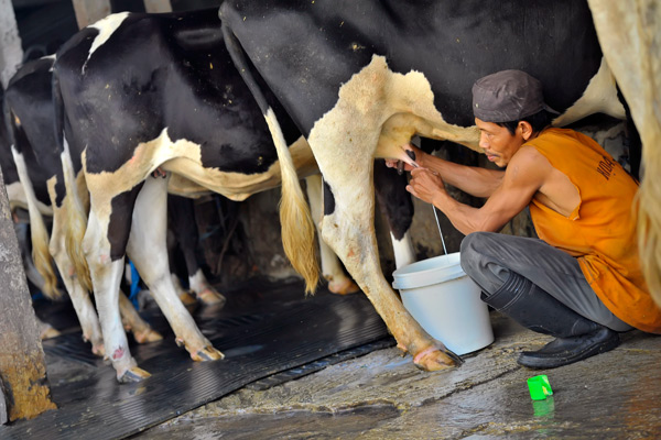 Detail Gambar Sapi Susu Nomer 49