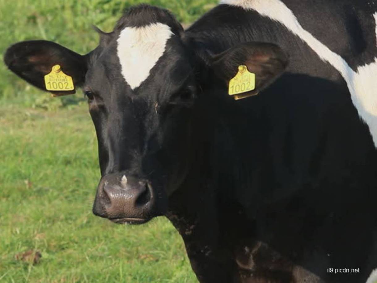 Detail Gambar Sapi Susu Nomer 50