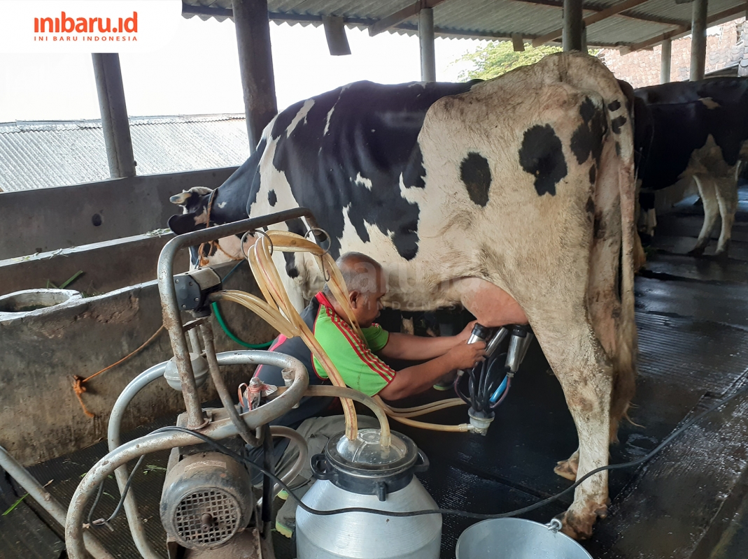 Detail Gambar Sapi Susu Nomer 52