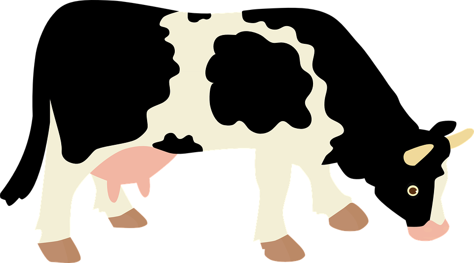 Detail Gambar Sapi Susu Nomer 53