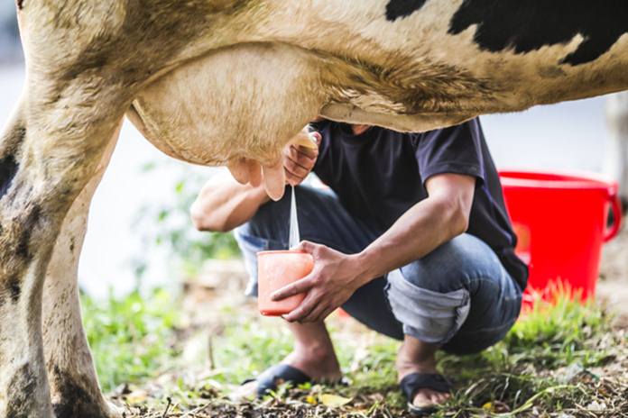 Detail Gambar Sapi Susu Nomer 54