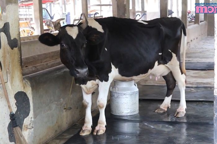 Detail Gambar Sapi Susu Nomer 55