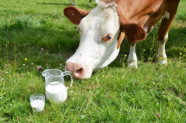 Detail Gambar Sapi Susu Nomer 7