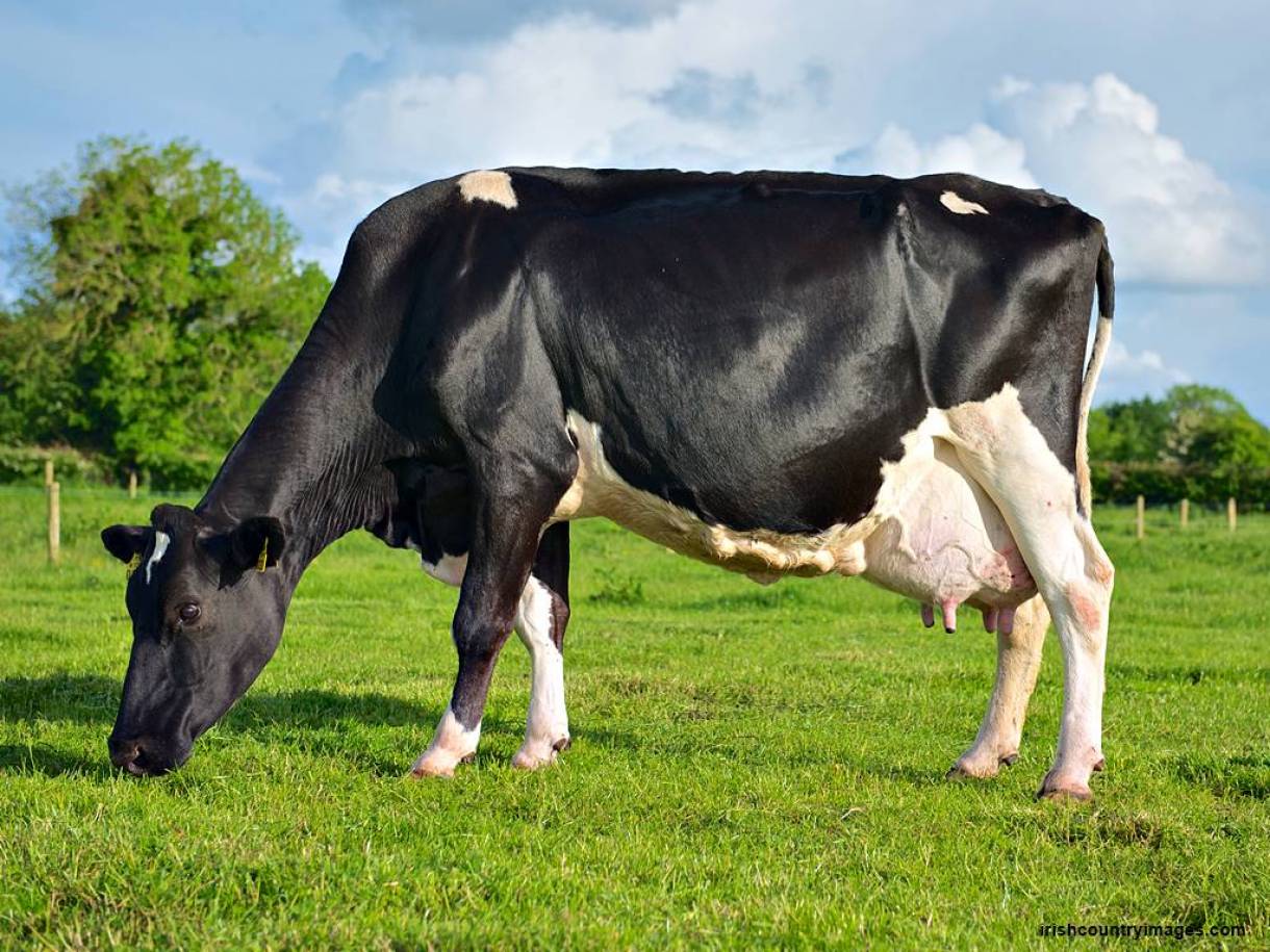 Detail Gambar Sapi Susu Nomer 8
