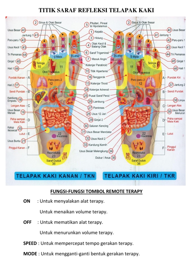 Detail Gambar Saraf Di Kaki Nomer 20