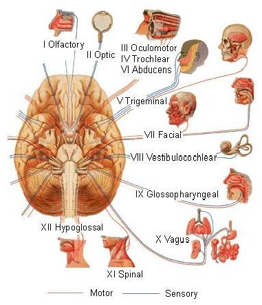Detail Gambar Saraf Kranial Nomer 11